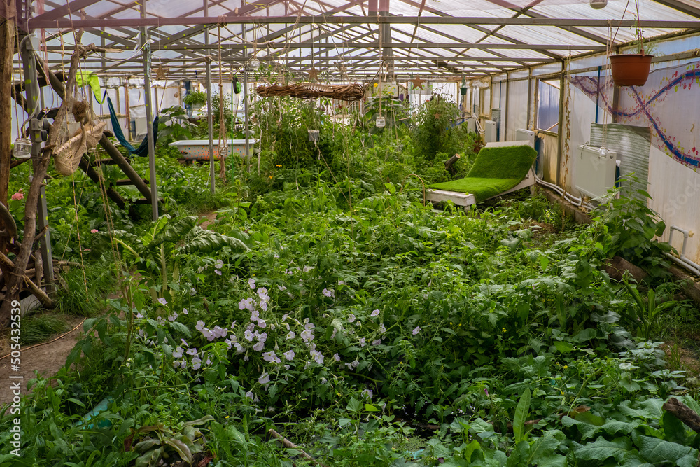 The greenhouse from the inside . Many green plants after watering. Perspective picture. 