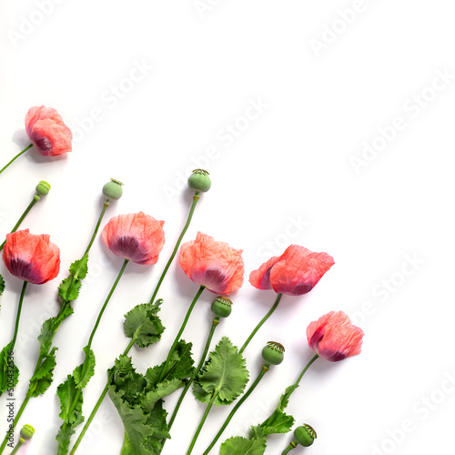 Creative summer composition made of poppies flowers on white background. Beautiful floral layout. Nature concept. Top view. Flat lay.