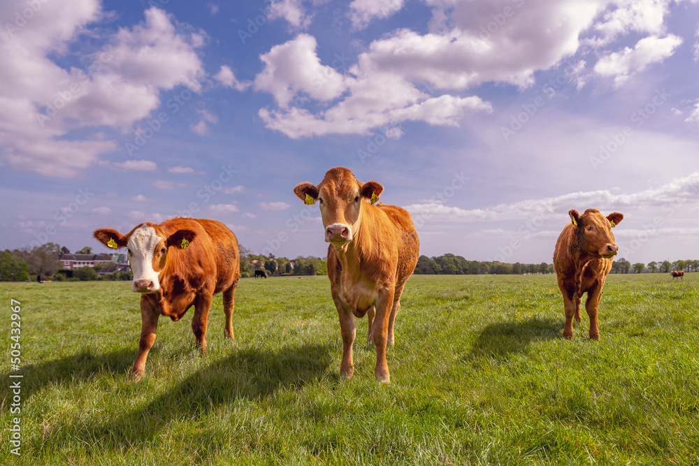 Fototapeta premium Krowy pasące się na soczystej zielonej łące w słoneczny wiosenny dzień.