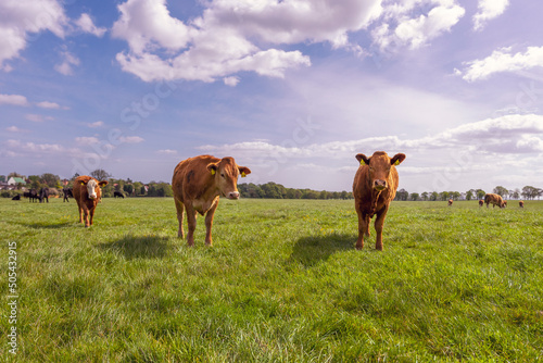 Krowy pasące się na soczystej zielonej łące w słoneczny wiosenny dzień. photo
