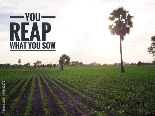 Corn field with word you reap what you sow photo