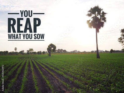 Corn field with word you reap what you sow