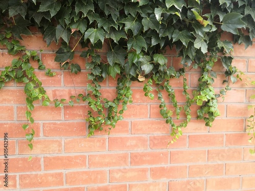 Natural desktop background green leaves of a climbing hedera plant on a red old brick wall.