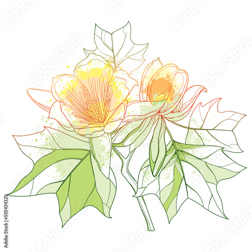 Bunch of outline Liriodendron or tulip tree flower and leaves in pastel orange isolated on white background.