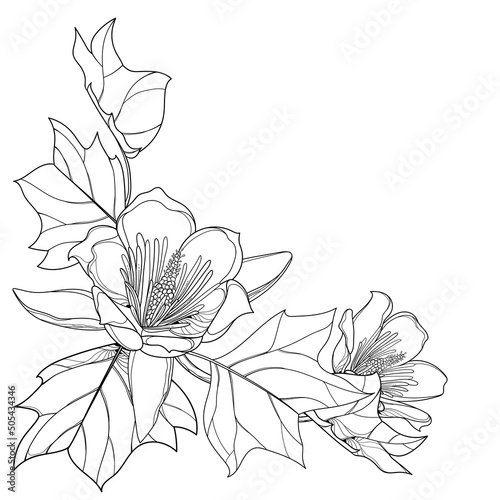 Corner bunch of outline Liriodendron or tulip tree flower and leaves in black isolated on white background. 
