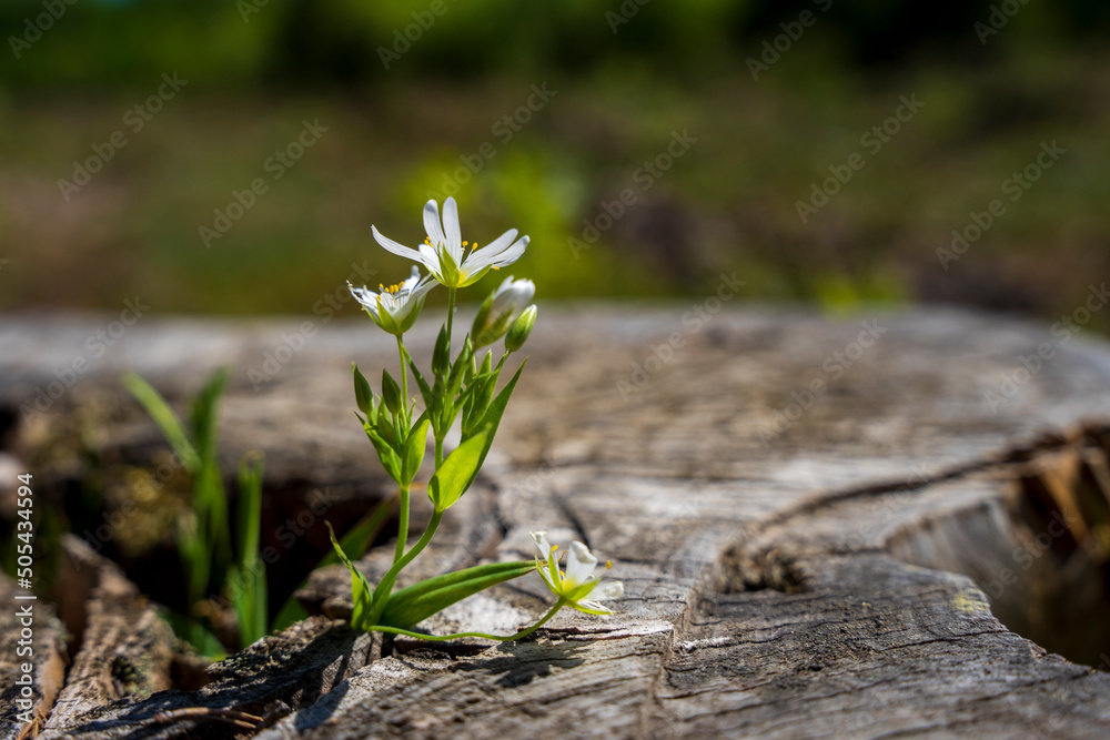 Zawilec, mały biały kwiatek kwitnący wiosną,  zbliżenie makro.  - obrazy, fototapety, plakaty 