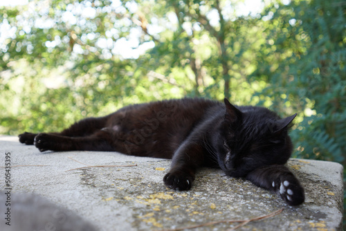 Beautiful black cat sleeping on a rock in the daylight with tree in the blurred background photo