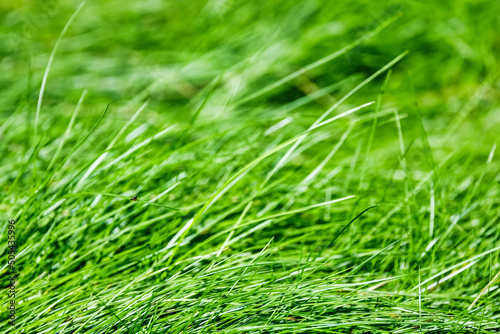 Grass close up background. Concept, nature, design