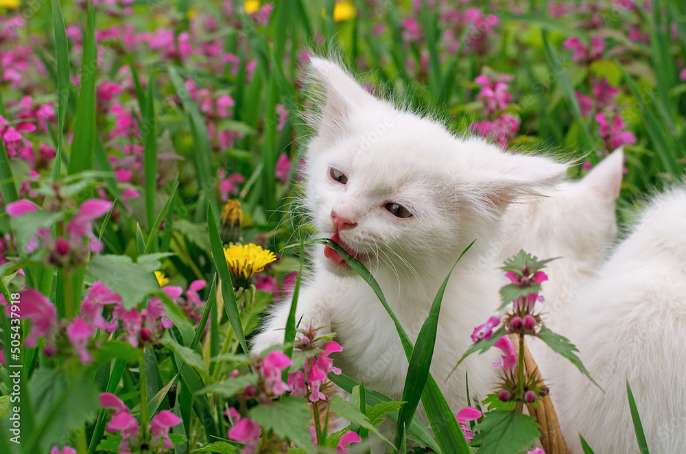Little white kitten chews grass in nature