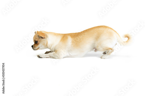 Portrait of playful little chihuahua dog in motion posing isolated over white studio background
