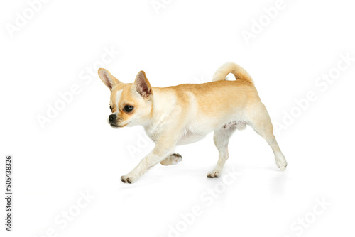 Studio shot of cute small chihuhua dog walking around, posing in motion isolated over white background photo