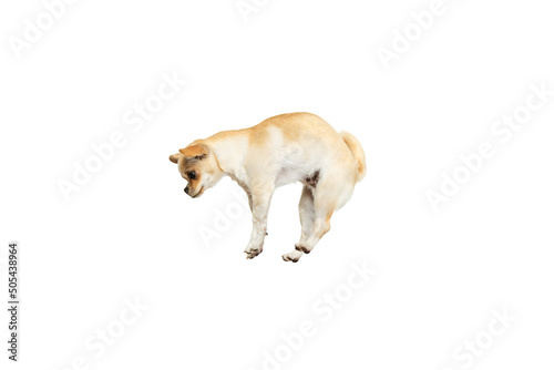 Funny studio shot of cute chihuahua dog jumping, posing isolated over white studio background. Playful, active pet