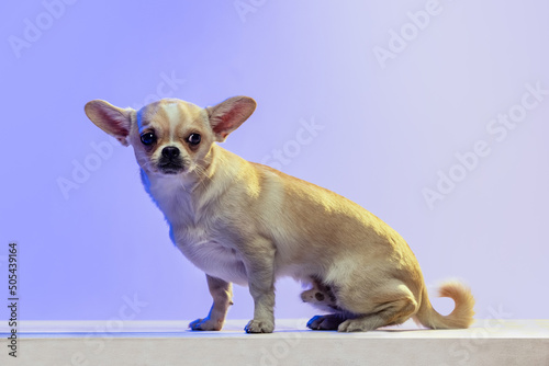 Portrait of cute chihuahua dog sitting, attentively looking, posing isolated over purple studio background in neon light.