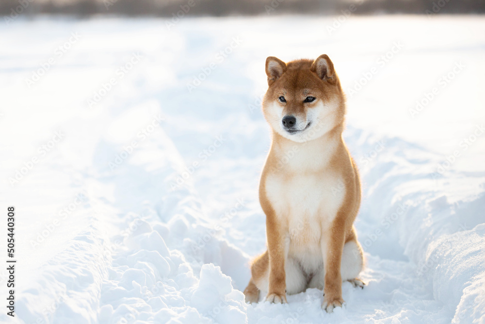 Portrait of cute and beautiful shiba inu female puppy sitting in the forest in winter at sunset. Portrait of cute and beautiful shiba inu female puppy sitting in the forest in winter at sunset.