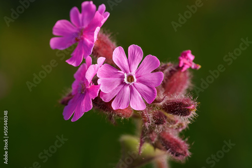 Closeup shot of blooming pink red campion flowers photo