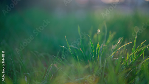 Green background, grass with dew. Blurred background with bokeh. © Alex