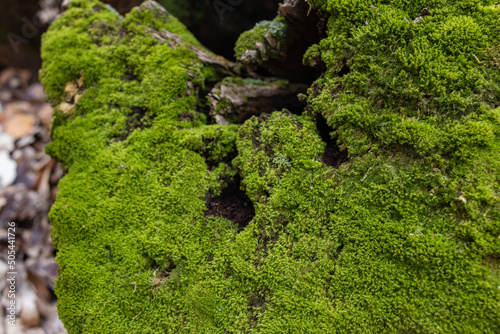 Top view of tree stump covered with moss in a dark forest