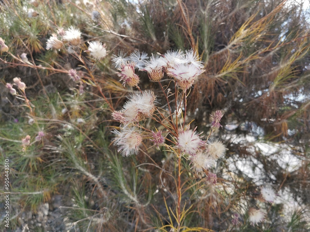 Dry thistles flowers close up in wild meadow with blurred. Space for text. Dry thistles flowers close up in wild meadow with blurred. Space for text.
