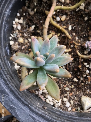 Green succulent in nature garden 