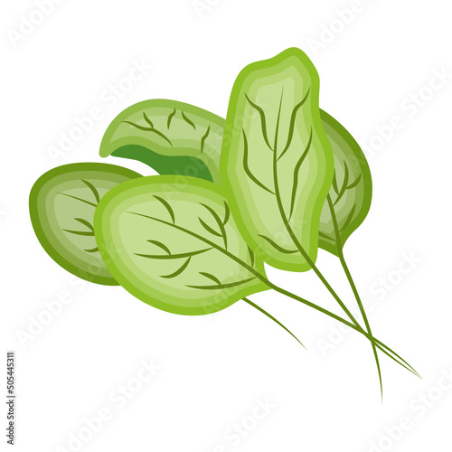 Spinach 