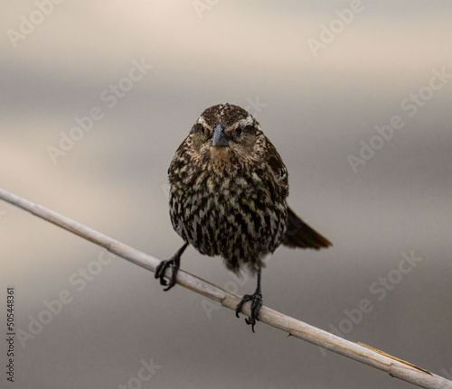 Selective focus shot of andean tit-spinetail (leptasthenura andicola) perched on branch photo
