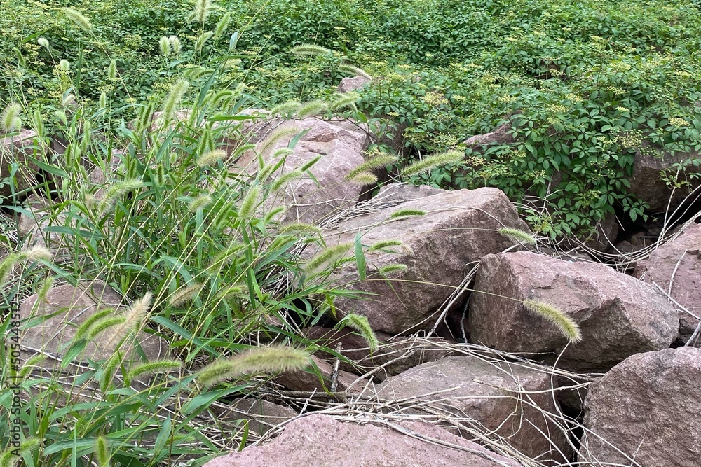 Many rocks are overgrown with lush weeds, natural remote undeveloped wasteland Many rocks are overgrown with lush weeds, natural remote undeveloped wasteland