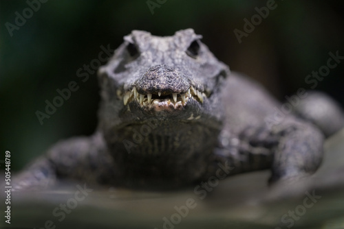 un alligator la gueule fermée de face photo