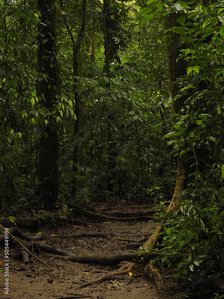 Naklejka premium wild jungle of costa rica