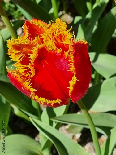 Closeup of an orange fringed tulip at the freely accessible Polder tuin (Polder garden) of Anna Paulowna, North Holland, Netherlands photo