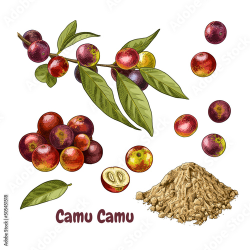 Hand drawn camu camu. Set of sketches with a branch with camu camu berries and leaves, powdered and berry cut in half. Superfood. Vector illustration isolated on white background. photo