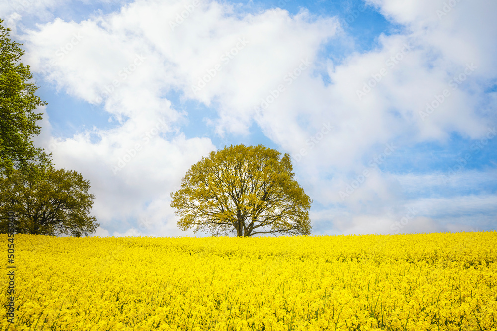 Tree in a yellow canola field Tree in a yellow canola field