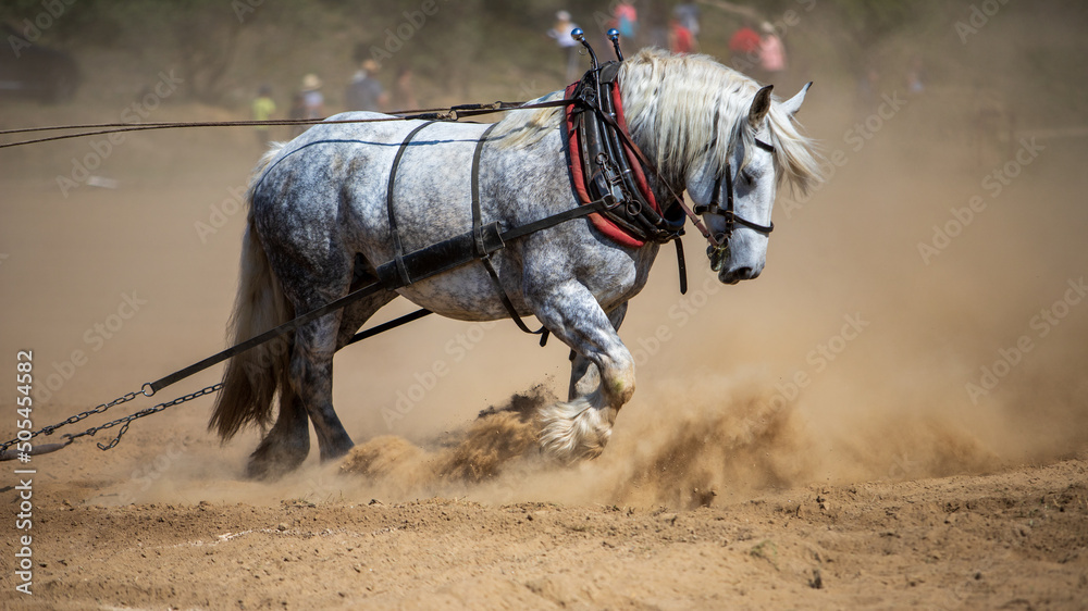 Fotografia Cheval de trait au travail.