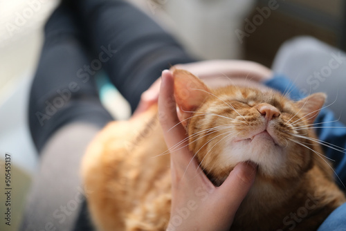 close up pet owner's hand tickle brown tabby cat. pet enjoy in tickling photo