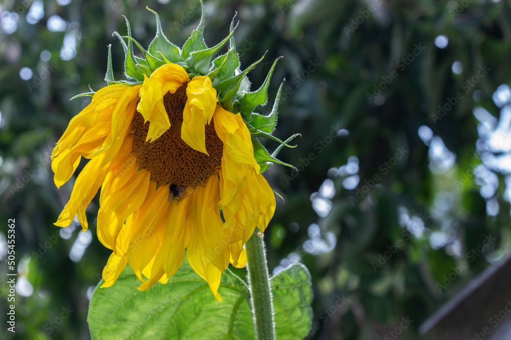 Decorative sunflower flowers in the summer garden.