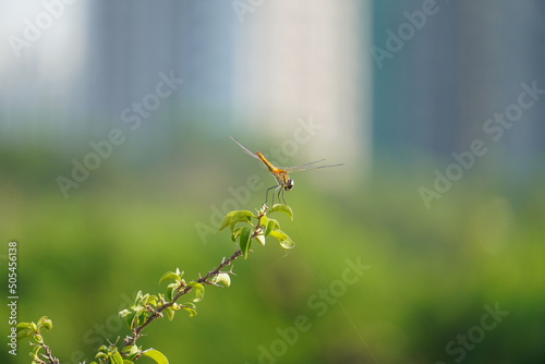 Closeup shot of a dragonfly standing on a plant in the garden on a sunny day with blurred background