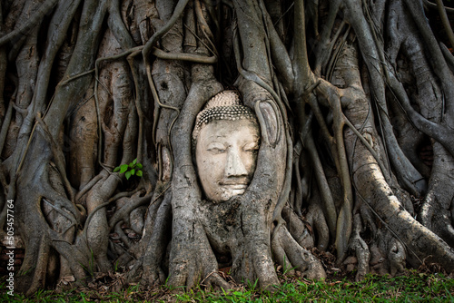 Photography Cabeza de buda en ruinas, en raíces de un árbol antiguo