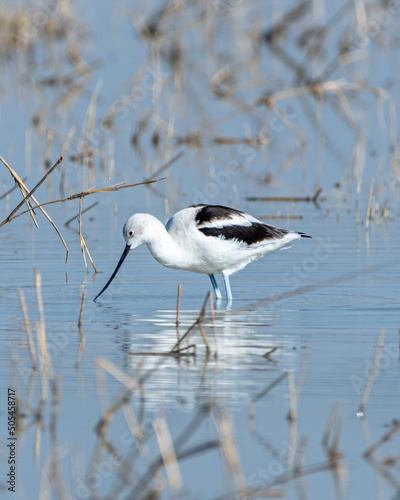 Vertical shot of an american avocet with winter plumage in the pond