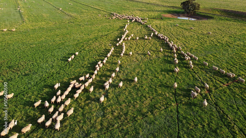 Beautiful aerial view of a group of sheep walking in lines in a farm in Victoria, Australia