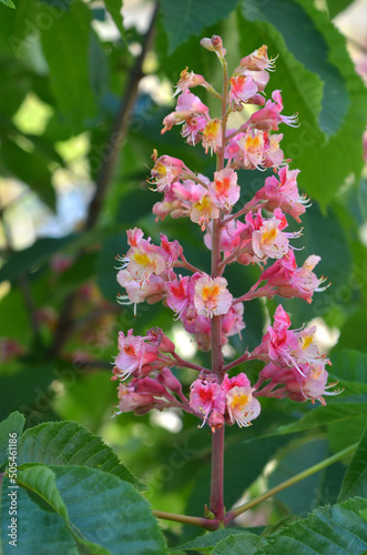 Red Horse chestnut ( Aesculus carnea) pink and white flowers during spring blooming season in the park . Close up photo outdoors. Landscaping or herbal medicine concept. 