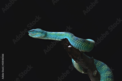 Closeup shot of a Sri Lankan pit viper on the black background photo