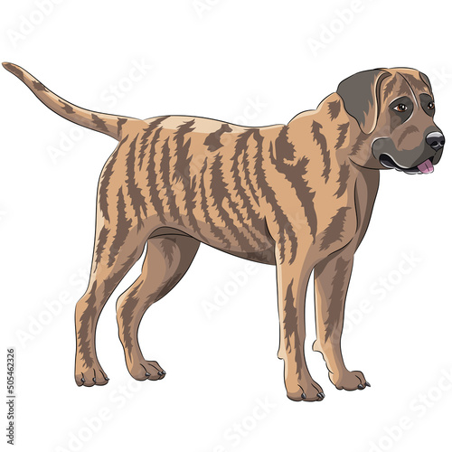 Dog breed staffordshire terrier isolated on white background.