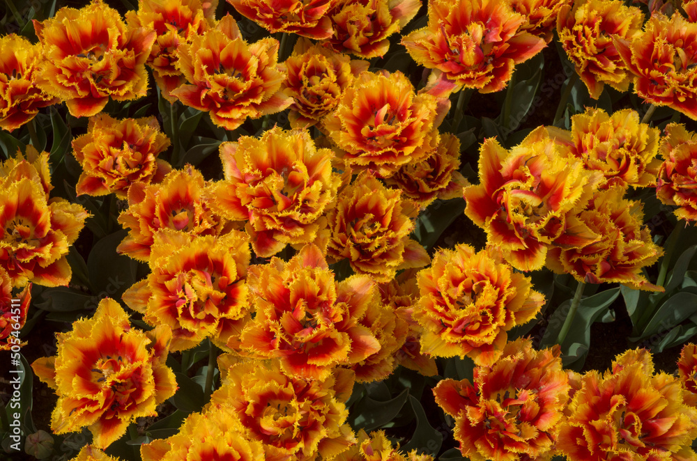 Many colorful Peony Double tulips in the spring close Many colorful Peony Double tulips in the spring close