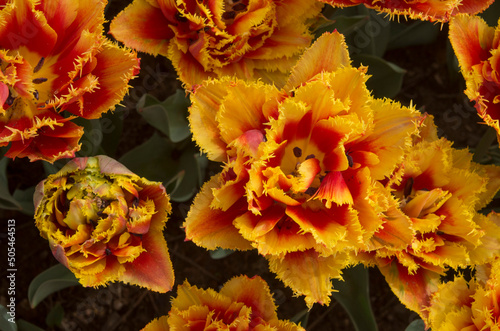 Many colorful Peony Double tulips in the spring  close photo