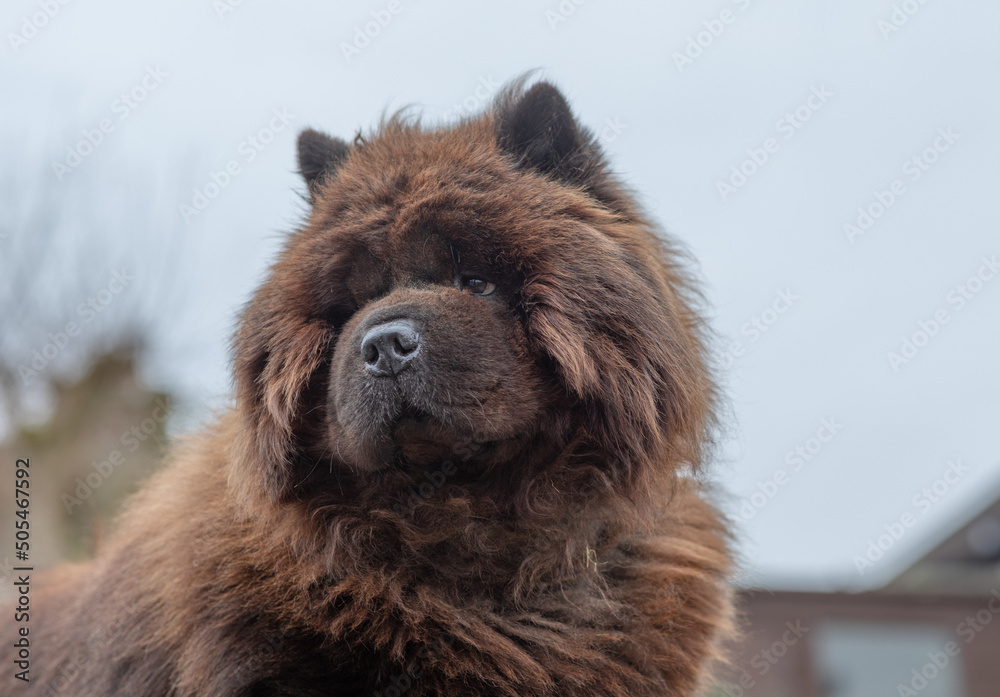 Fototapeta premium Black Chow Chow dog