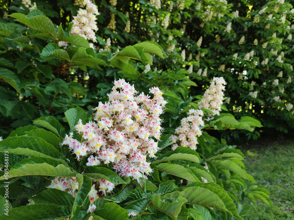 chestnut tree with white flowers close up chestnut tree with white flowers close up