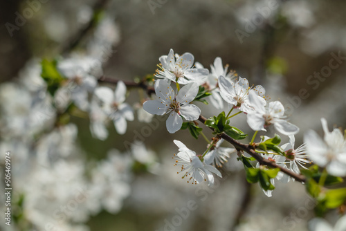 Cherry tree in blossoms in the garden. Garden in white bloom. Spring background.