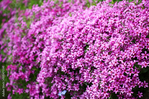 Over large stones the phlox subulata grows and blossoms in dark pink flowers.