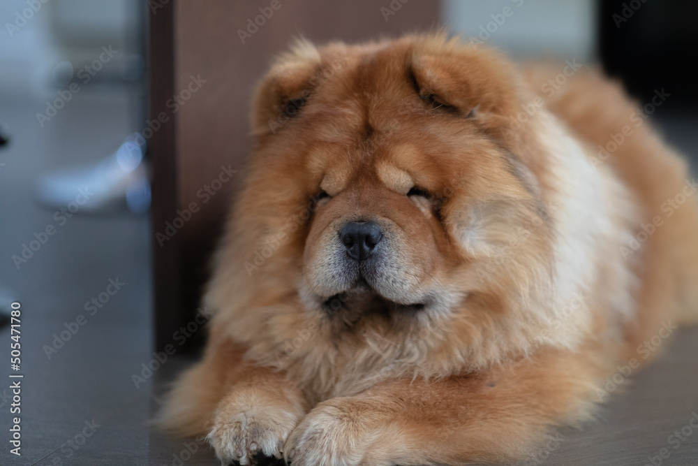 Red Chow Chow dog