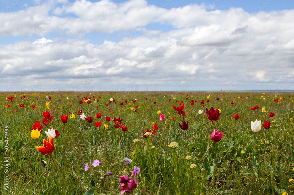 April flowering of Schrenk's wild steppe tulips. Priyutnensky district. Republic of Kalmykia. Russia