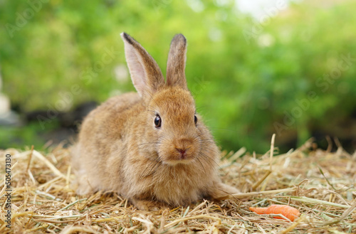 young adorable rabbit,brown bunny fluffy sitting on dry straw, easter animal symbol